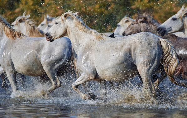 Herd of Camargue horses in the reserve 
