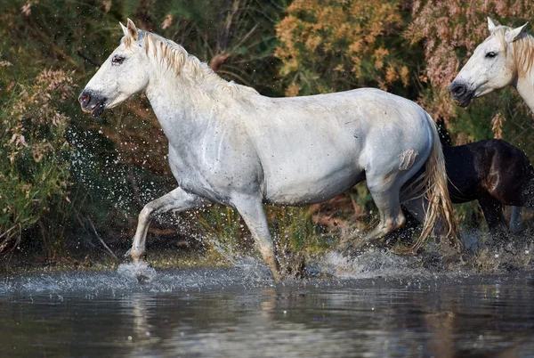 Camargue atı rezerv 