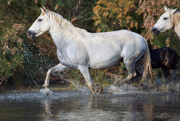 Camargue horses in the reserve 