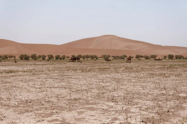 Camellos Desierto Del Sahara — Foto de Stock
