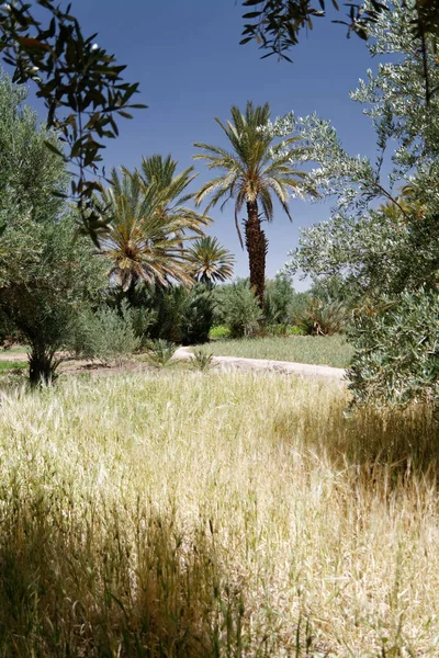 Cereal Crops Dades Valley Maintained Traditional Way — Stock Photo, Image