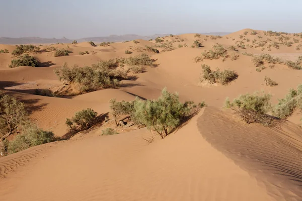 Sahara Woestijn Marokko 2013 — Stockfoto