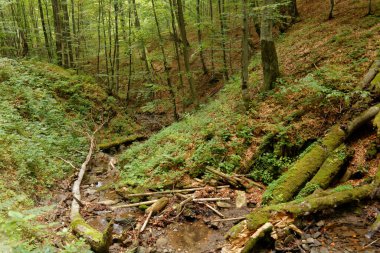 Hiking trail in Bieszczady mountains in southeastern Poland.