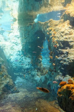Tropik balıklar ve diğer deniz canlıları için büyük bir akvaryum..