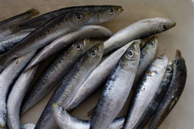 Plastik bir kabın içinde sardalyalar