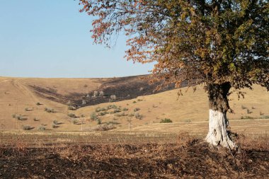 Romanya 'nın doğusunda adımlar, 2007