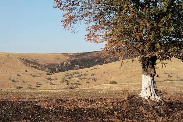 Romanya 'nın doğusunda adımlar, 2007