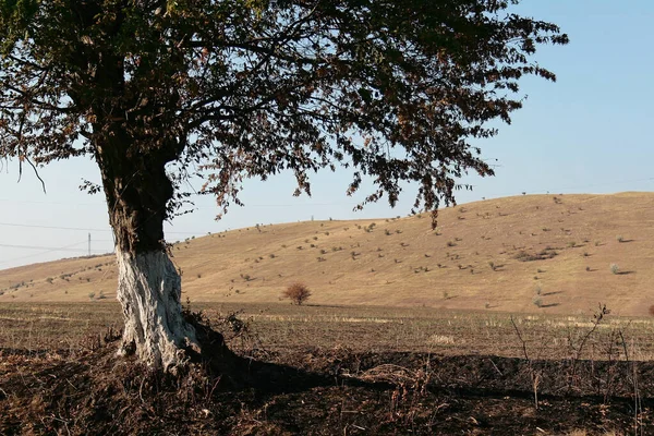 Romanya 'nın doğusunda adımlar