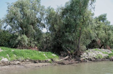 Romanya 'da Tuna Nehri deltasında 2007 yazında tatil gezisi.