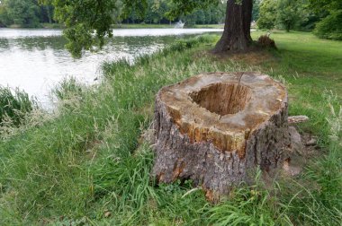 Swierklaniec Park, Slaskie, Polonya (Temmuz 2021)