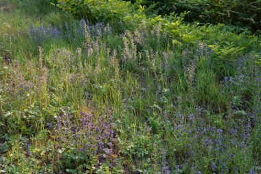 Bytom, Slaskke, Polonya 'daki Zabie Doly doğal eğlence kompleksi üzerinde gün batımı. Temmuz 2021.