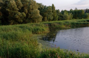 Temmuz 2021. Bytom, Slaskie, Polonya 'daki Zabie Doly doğal eğlence merkezi.