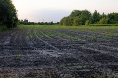 Temmuz 2021. Bytom, Slaskie, Polonya 'daki Zabie Doly doğal eğlence merkezi.