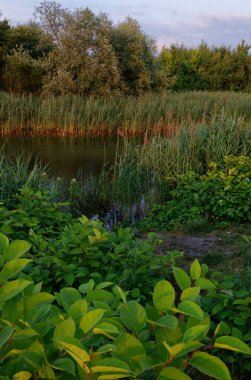 Temmuz 2021. Bytom, Slaskie, Polonya 'daki Zabie Doly doğal eğlence merkezi.