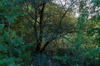 Temmuz 2021. Bytom, Slaskie, Polonya 'daki Zabie Doly doğal eğlence merkezi.