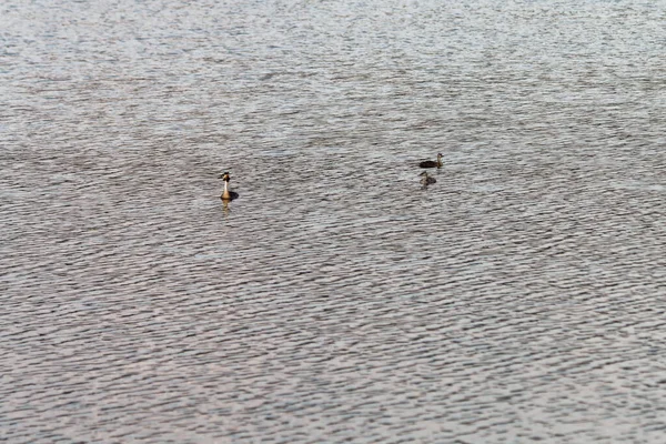 Juli 2021 Naturerholungskomplex Zabie Doly Bytom Slaskie Polen Haubentaucher Podiceps — Stockfoto