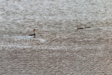 Temmuz 2021. Bytom, Slaskie, Polonya 'daki Zabie Doly doğal eğlence kompleksi. Genç kuşlarla büyük ibikli grebe (Podiceps kristali).
