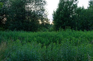 Temmuz 2021. Bytom, Slaskie, Polonya 'daki Zabie Doly doğal eğlence merkezi.