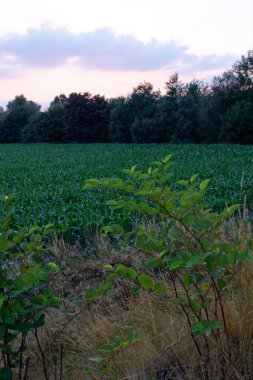Temmuz 2021. Bytom, Slaskie, Polonya 'daki Zabie Doly doğal eğlence merkezi.