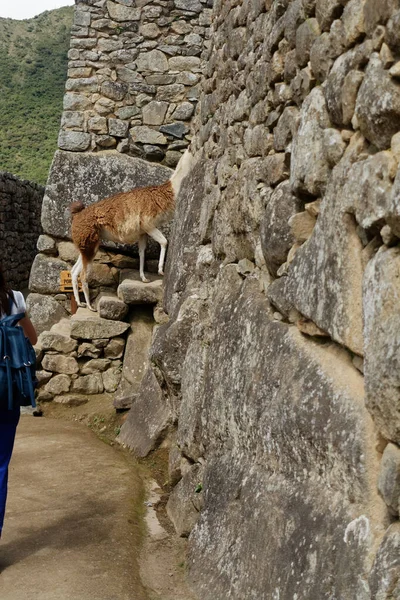 Una Llama Machu Picchu 2015 — Foto de Stock