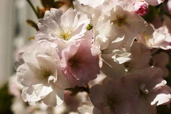 Flowering almond flowers — Stock Photo, Image