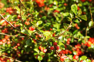 Chaenomeles bush çiçekler