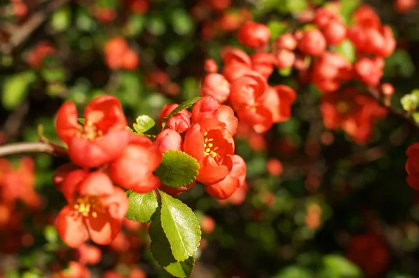 Chaenomeles bush, çiçekler