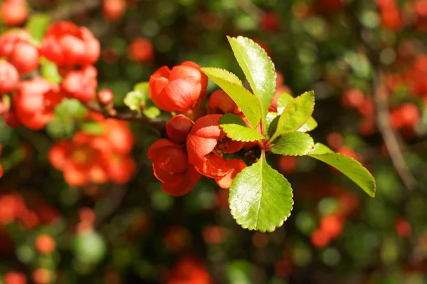 Chaenomeles bush, çiçekler