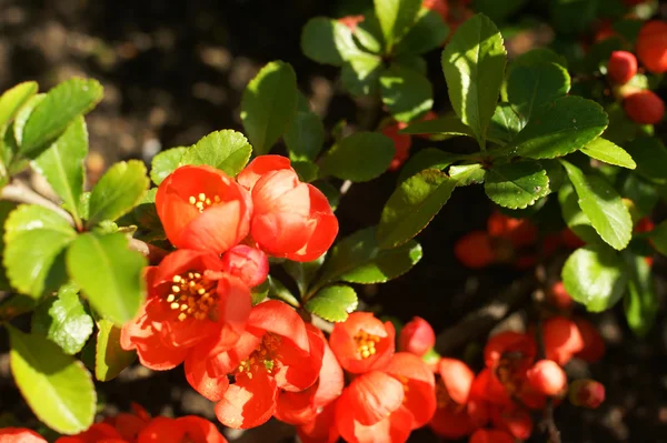 Chaenomeles bush flowers — Stock Photo, Image