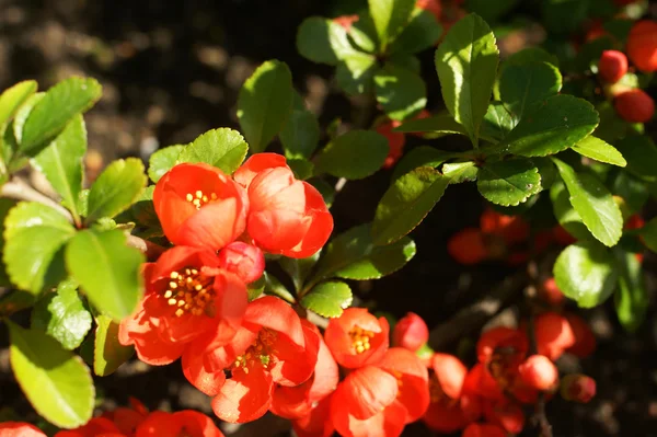 Chaenomeles bush çiçekler