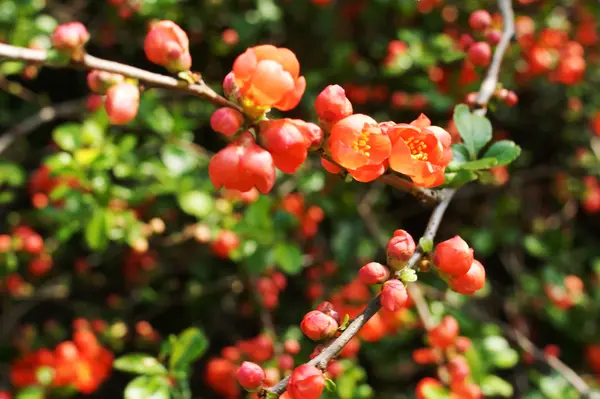 Chaenomeles bush çiçekler