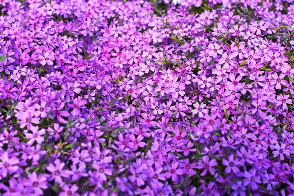 Dr. Phlox subulata bloemen — Stockfoto