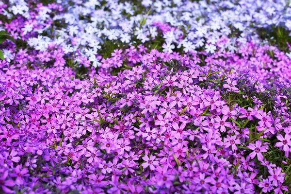 Dr. Phlox subulata bloemen — Stockfoto