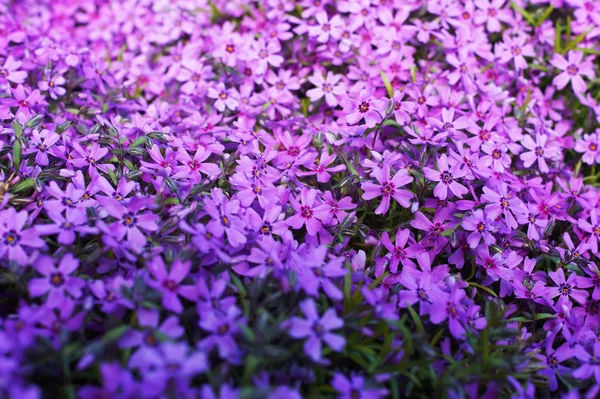 Dr. Phlox subulata bloemen — Stockfoto