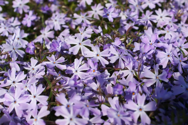 Dr. Phlox subulata bloemen — Stockfoto