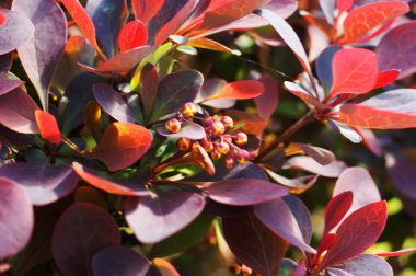 Berberis ottawensis, çiçekli kızamık