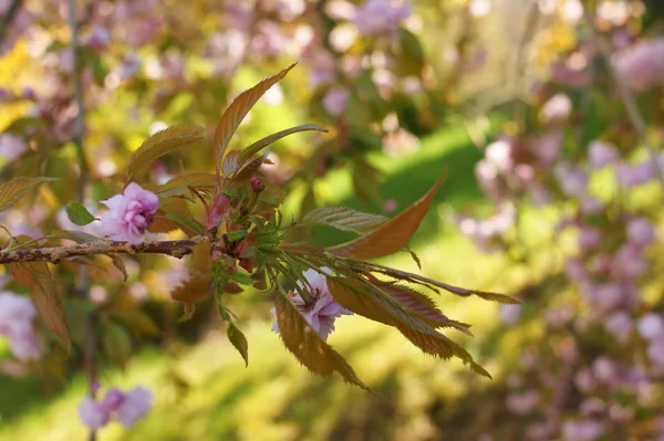 Prunus serrulata spring bloom — Stock Photo, Image