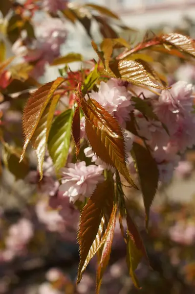 Prunus serrulata bahar bloom