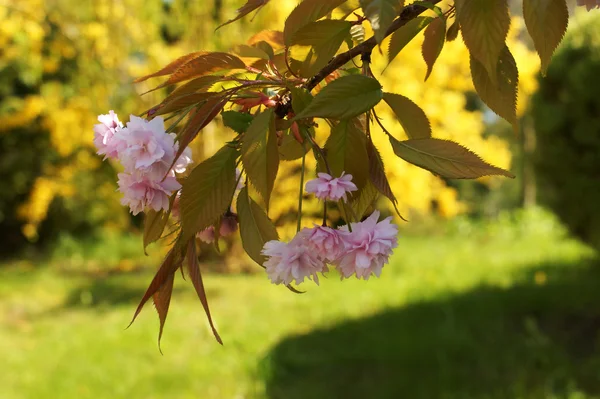 Prunus serrulata spring bloom — Stock Photo, Image