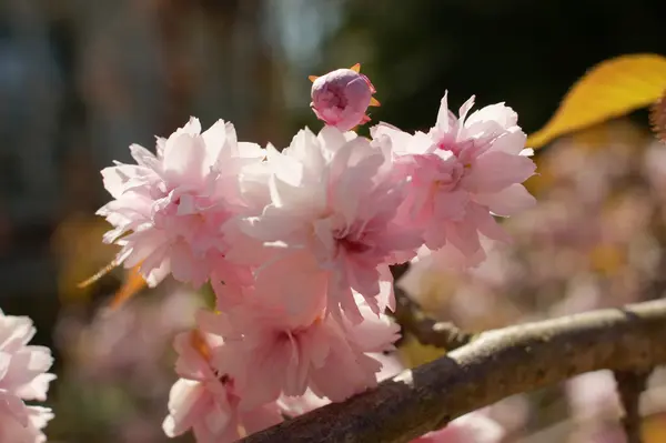 Prunus serrulata spring bloom — Stock Photo, Image