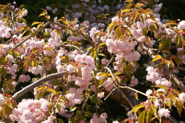 Prunus serrulata spring bloom — Stock Photo, Image