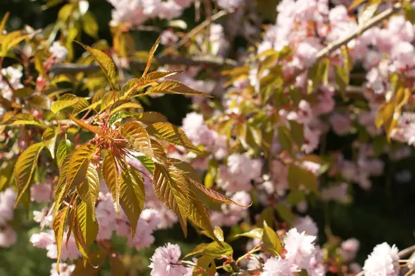 Prunus serrulata spring bloom — Stock Photo, Image