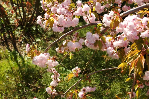 Prunus serrulata bahar bloom