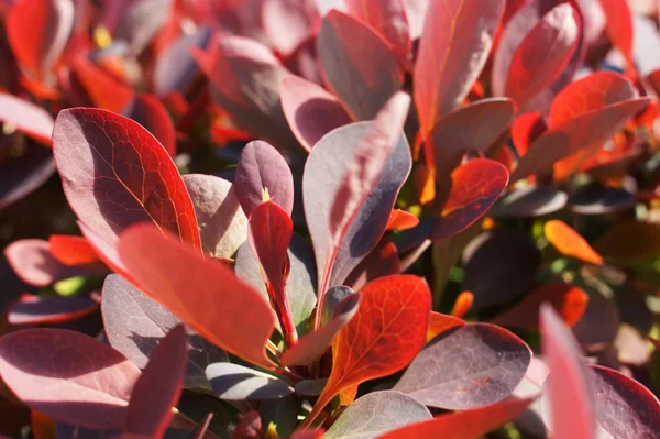 Berberis ottawensis, çiçekli kızamık