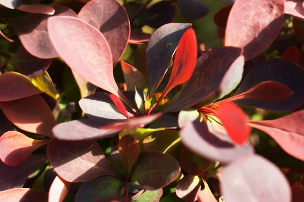 Berberis ottawensis, çiçekli kızamık