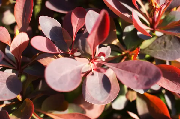 Berberis ottawensis, çiçekli kızamık