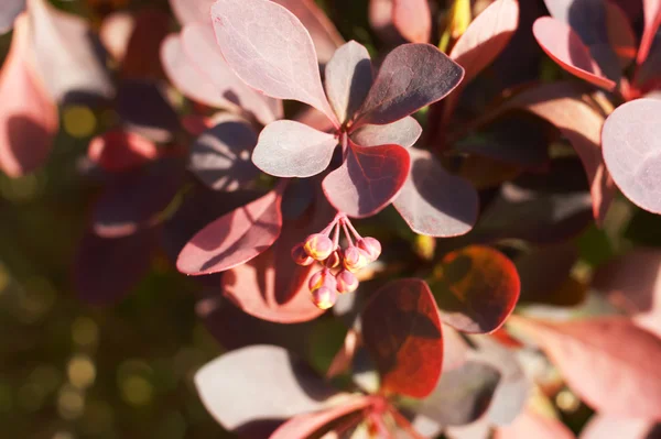 Berberis ottawensis, çiçekli kızamık