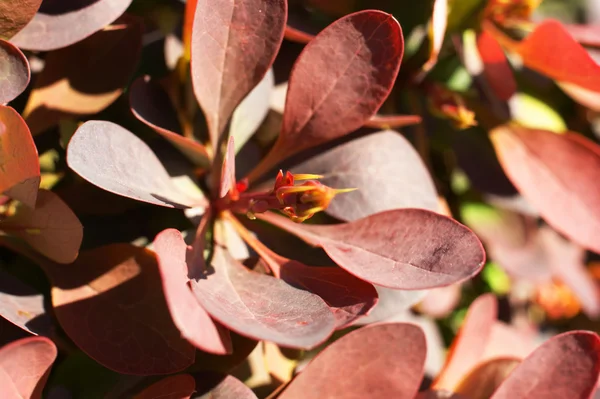 Berberis ottawensis, çiçekli kızamık