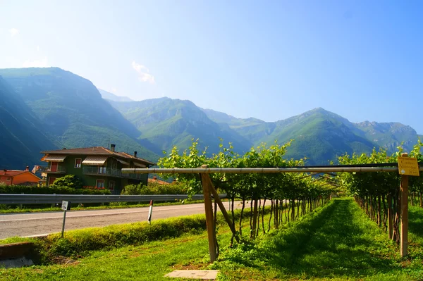 Vinice v Itálii, krajina, příroda — Stock fotografie