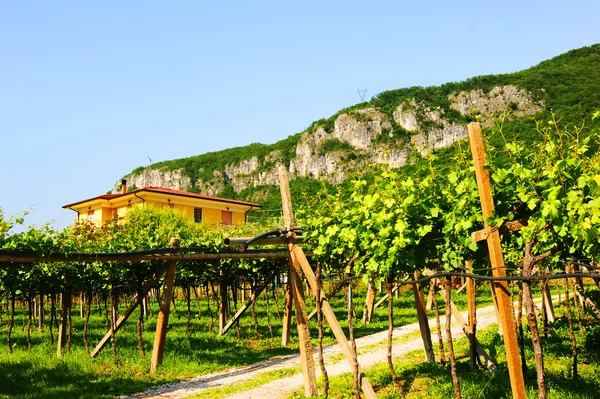 Vineyards in Italy, landscape, nature — Stock Photo, Image